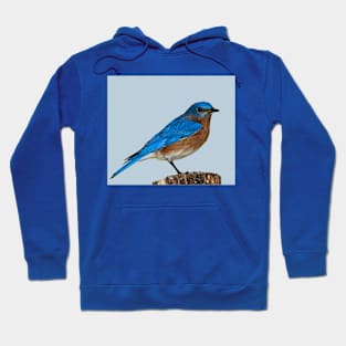 cute blue bird perched on wood Hoodie